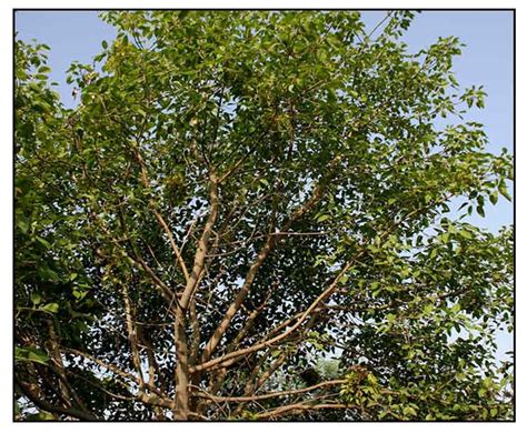 Balete, Ficus benjamina, WEEPING FIG , Chui ye .